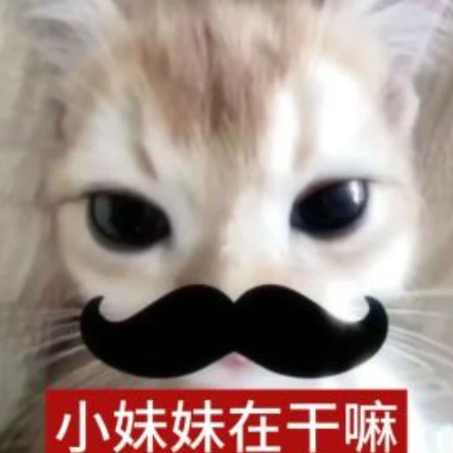 鼠子